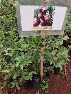 Strawberry Guava/Cherry Guava