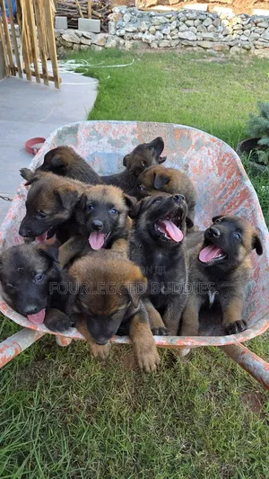 1-3 months Male Purebred Belgian Malinois