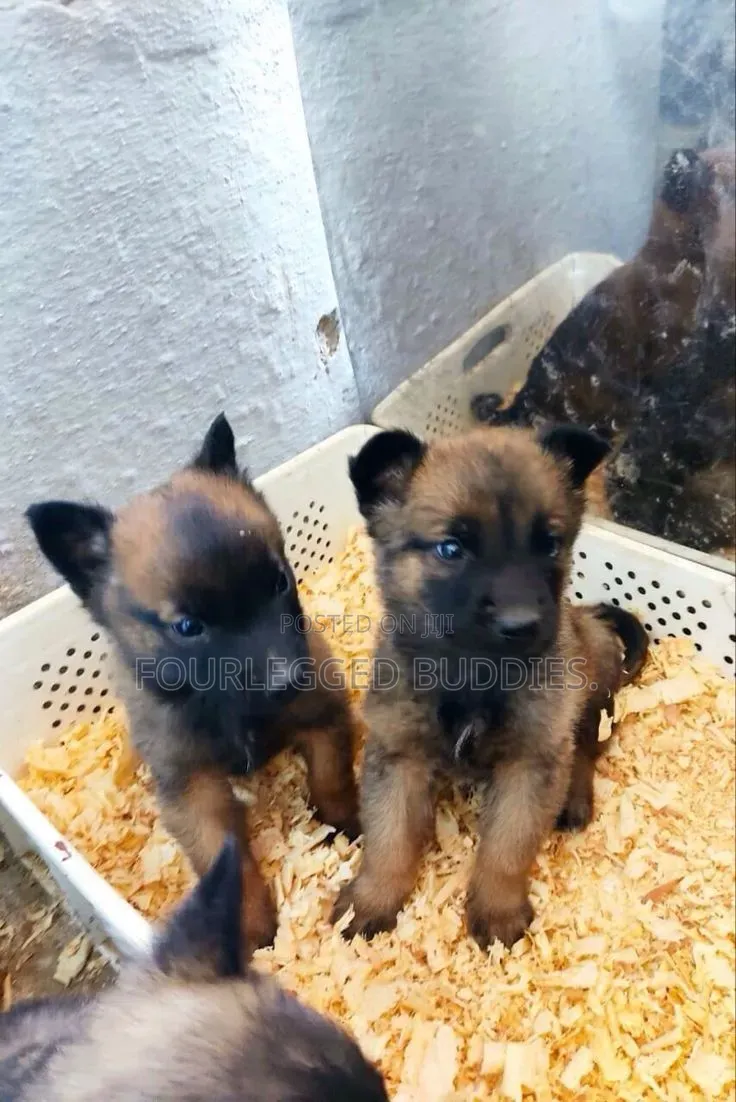 1-3 months Male Purebred Belgian Malinois