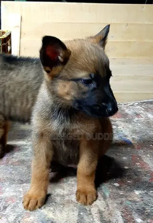 1-3 months Male Purebred Belgian Malinois