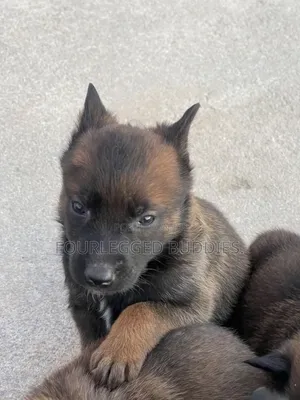 1-3 months Male Purebred Belgian Malinois