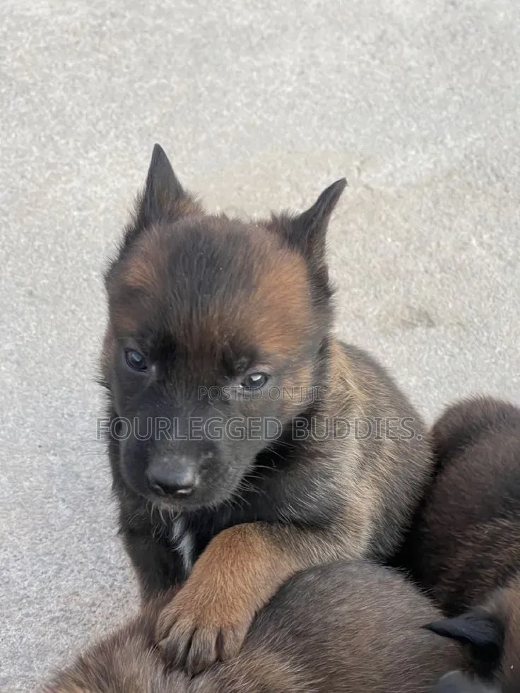 1-3 months Male Purebred Belgian Malinois
