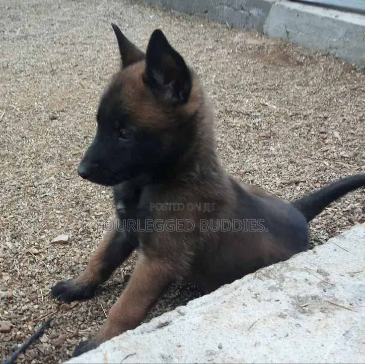 1-3 months Male Purebred Belgian Malinois