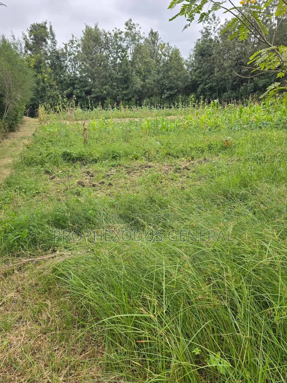50ft by 100ft Prime Residential Plots in Ongata Rongai Nkoroi