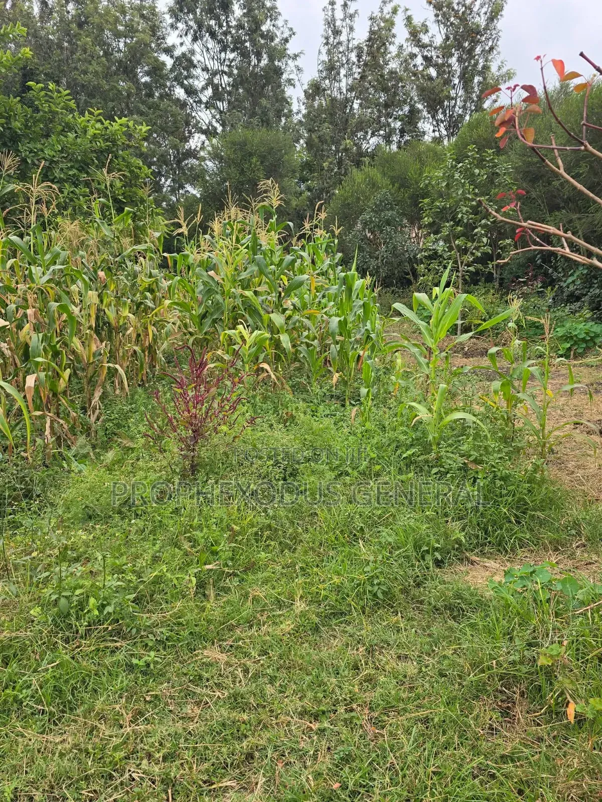 50ft by 100ft Prime Residential Plots in Ongata Rongai Nkoroi