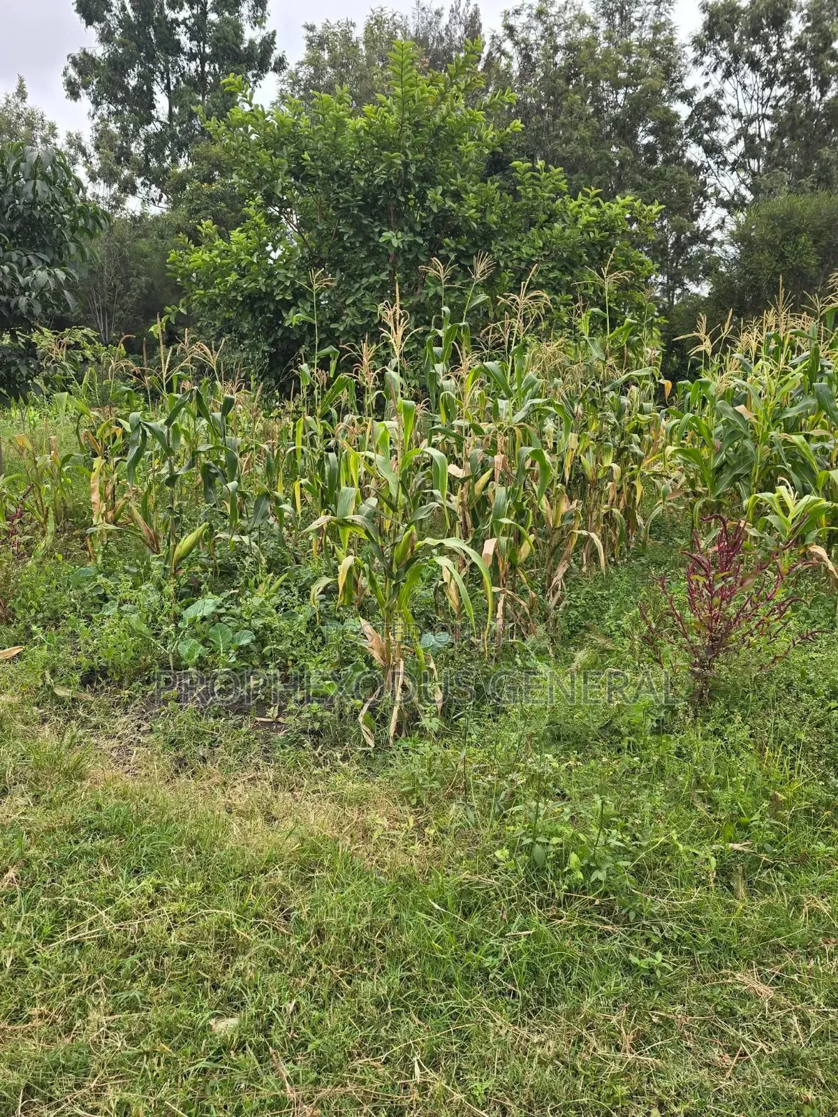 50ft by 100ft Prime Residential Plots in Ongata Rongai Nkoroi