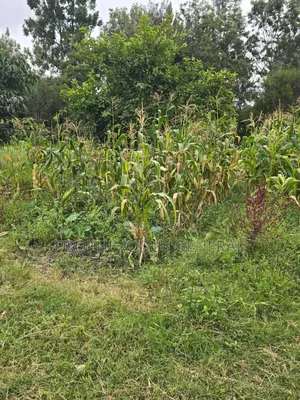 50ft by 100ft Prime Residential Plots in Ongata Rongai Nkoroi