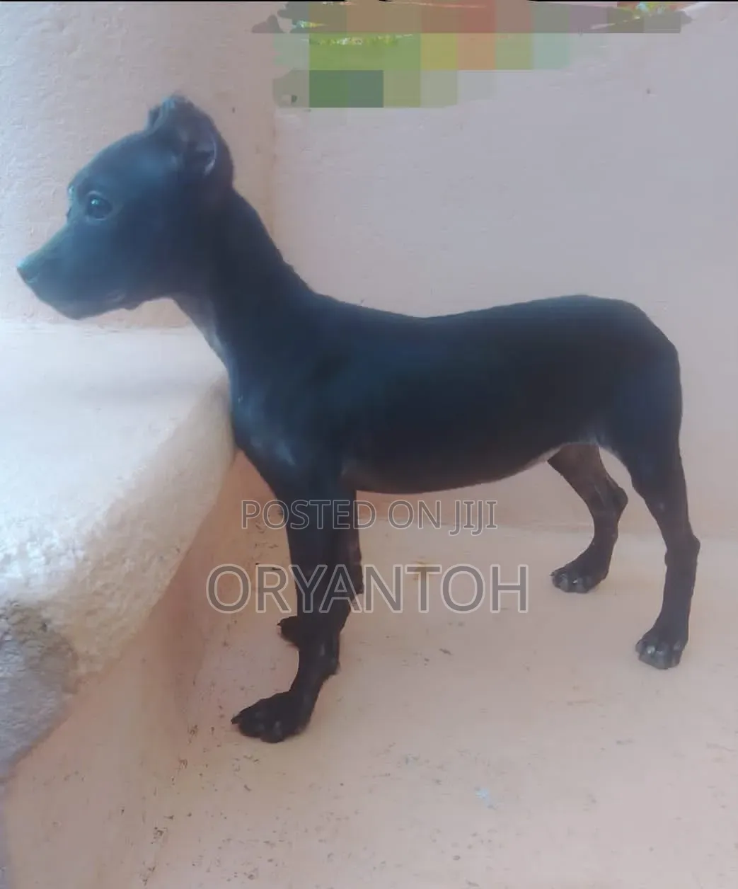 3-6 months Male Purebred American Pit Bull Terrier