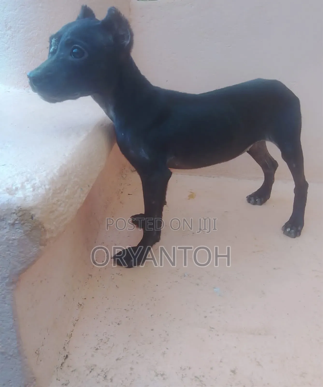 3-6 months Male Purebred American Pit Bull Terrier