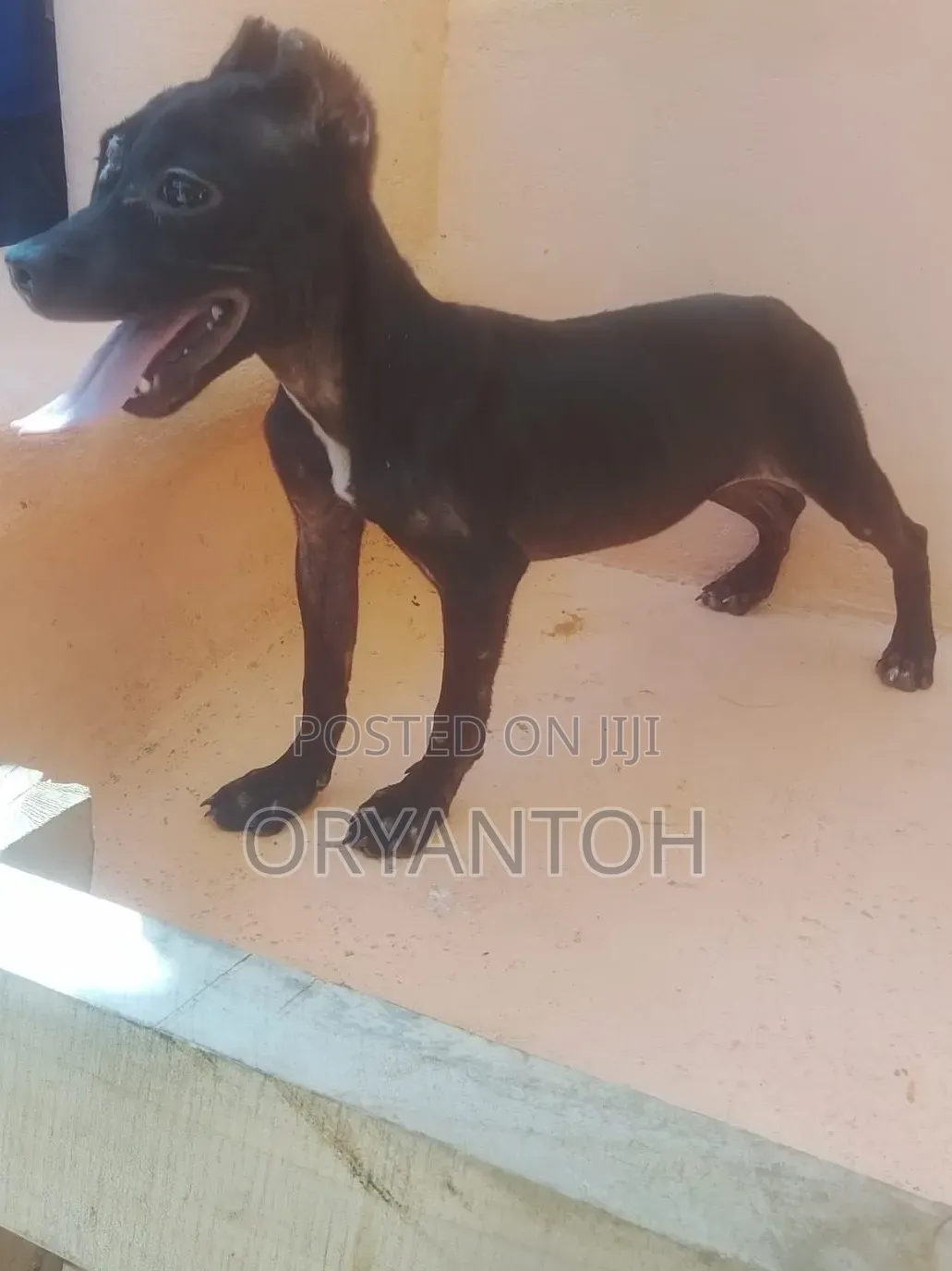 3-6 months Male Purebred American Pit Bull Terrier