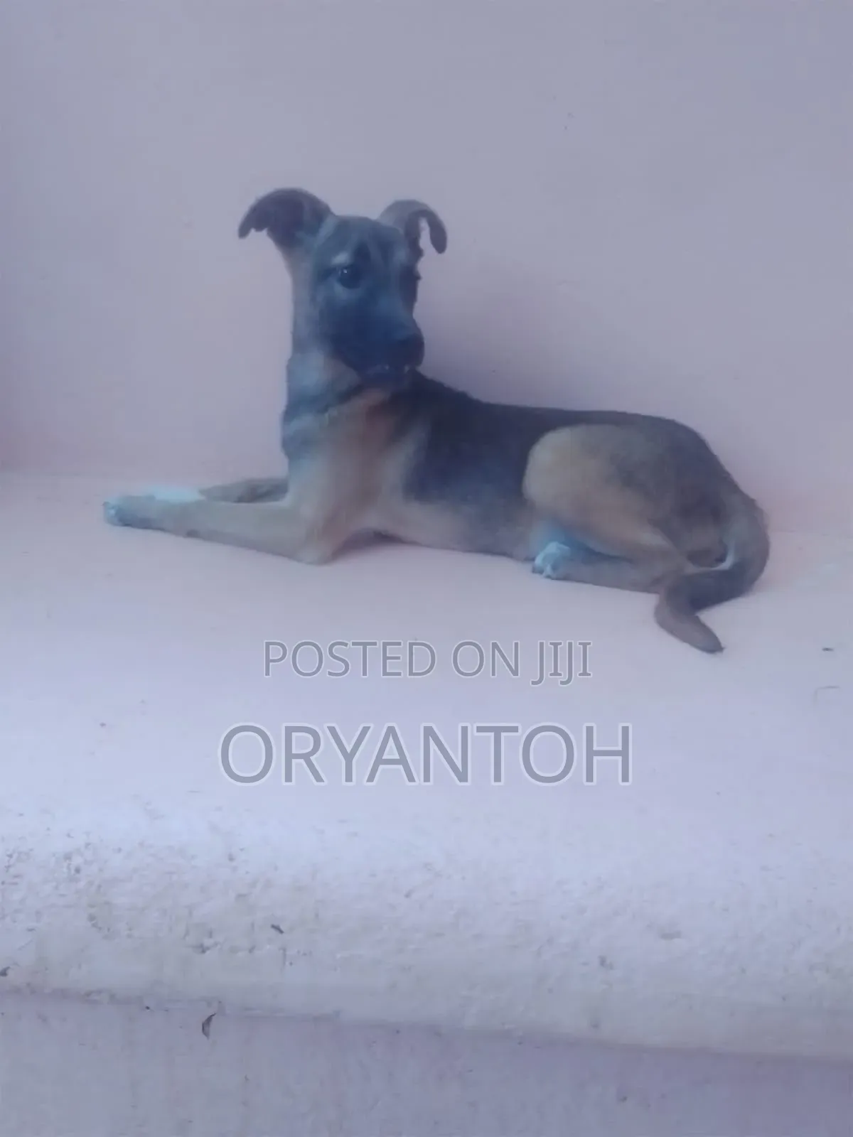 3-6 months Male Mixed Breed German Shepherd
