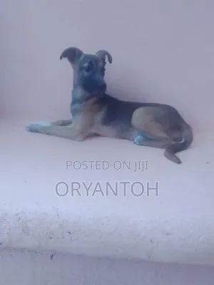 3-6 months Male Mixed Breed German Shepherd