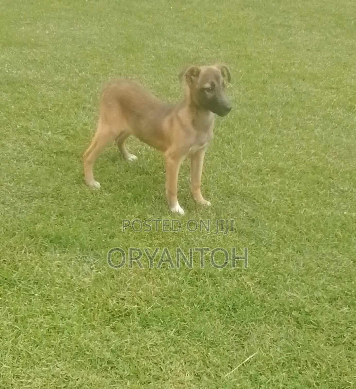 3-6 months Male Mixed Breed German Shepherd