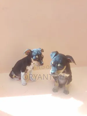 1-3 months Male Mixed Breed American Pit Bull Terrier