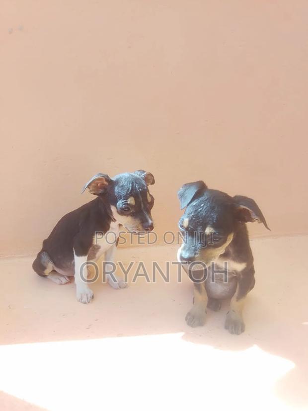 1-3 months Male Mixed Breed American Pit Bull Terrier