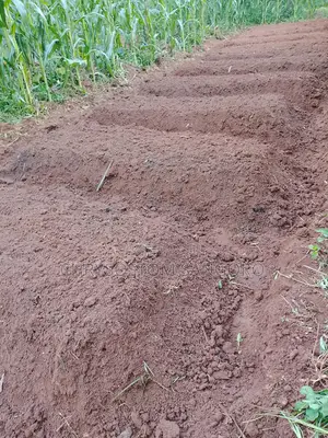 Kisaju Plot Free Hold With Ready Title