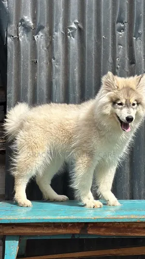 3-6 months Female Purebred Siberian Husky