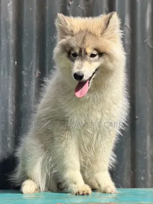 3-6 months Female Purebred Siberian Husky