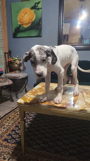 1-3 months Female Purebred Great Dane