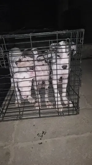 1-3 months Female Purebred Great Dane