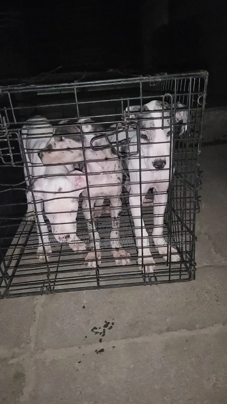 1-3 months Female Purebred Great Dane