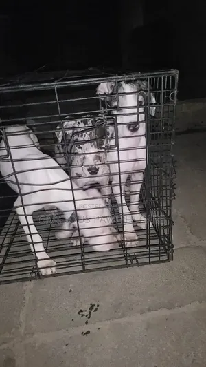 1-3 months Female Purebred Great Dane