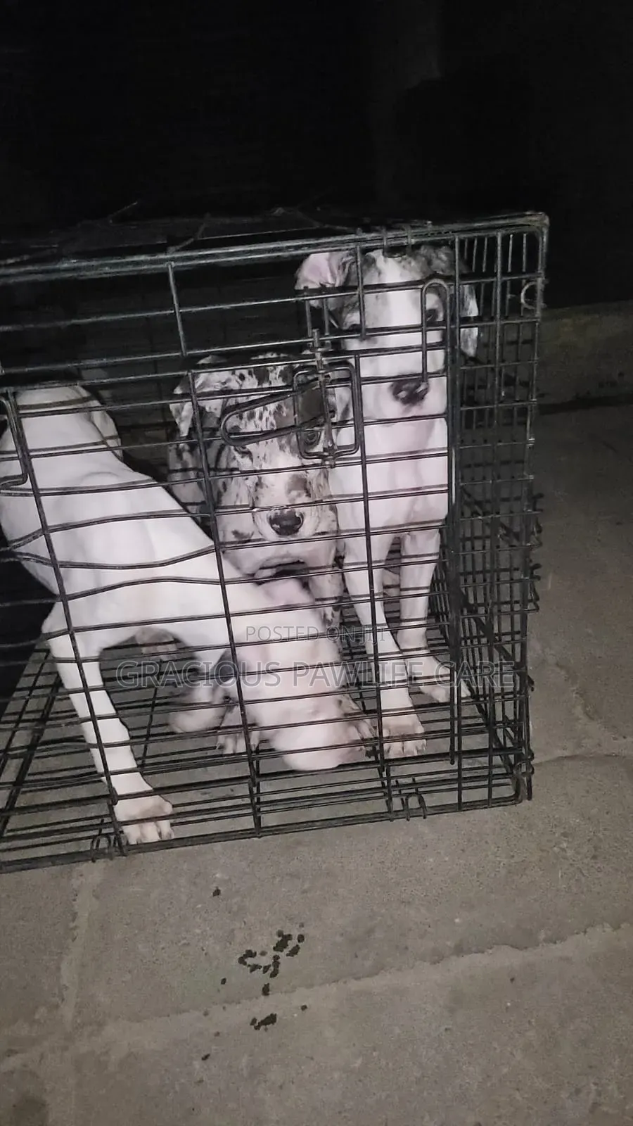 1-3 months Female Purebred Great Dane