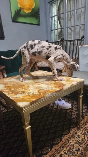 1-3 months Female Purebred Great Dane