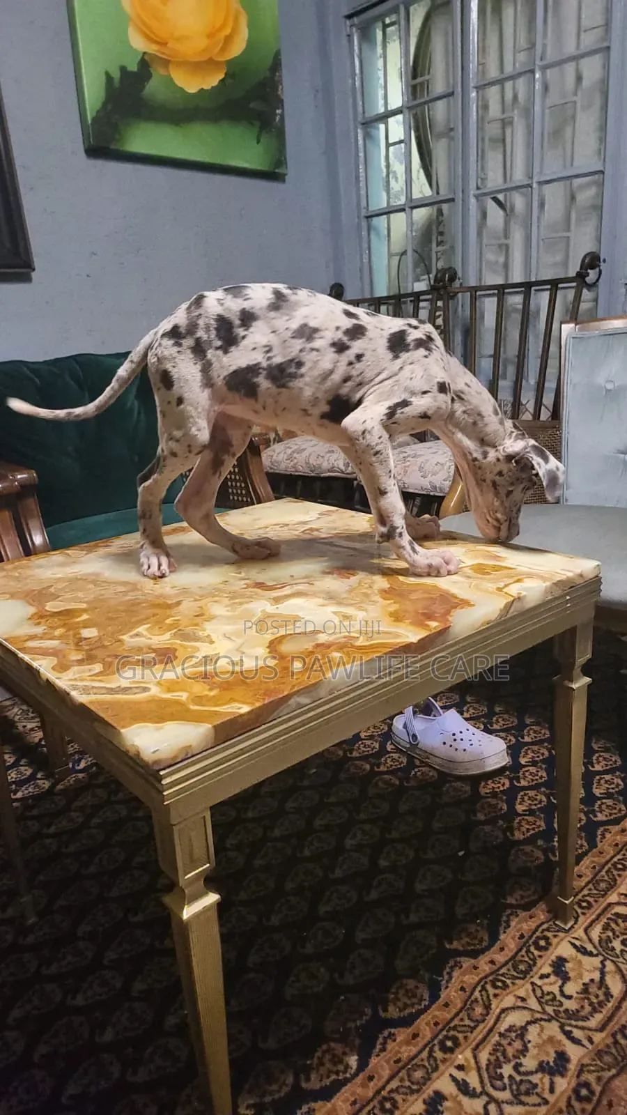 1-3 months Female Purebred Great Dane