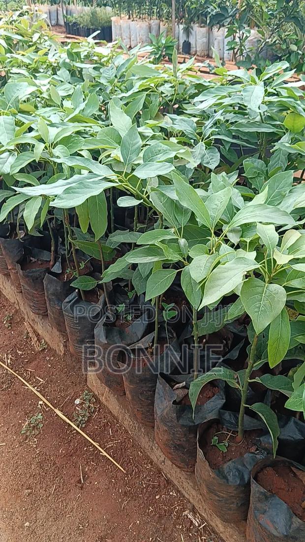 Quality Hass Avocado Seedlings for Sale