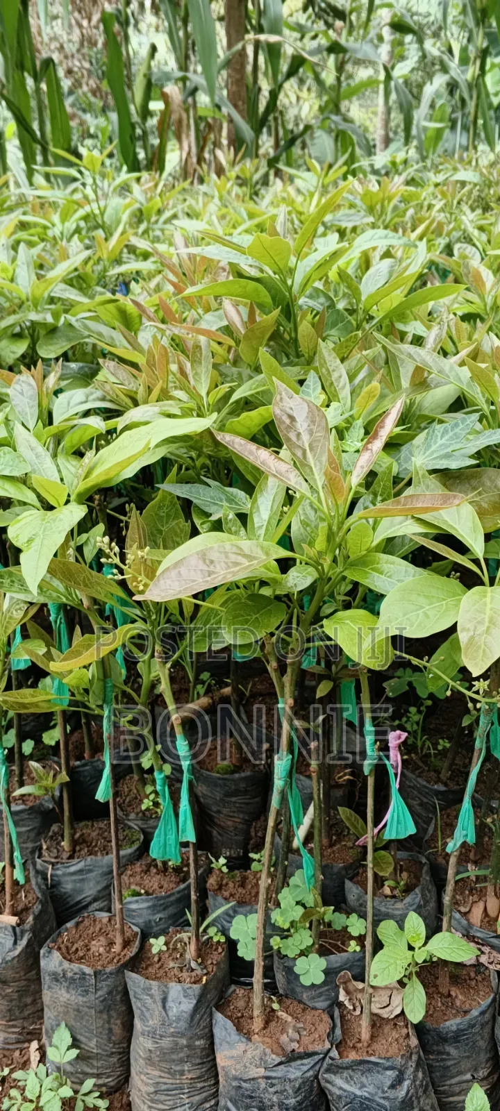 Quality Hass Avocado Seedlings for Sale