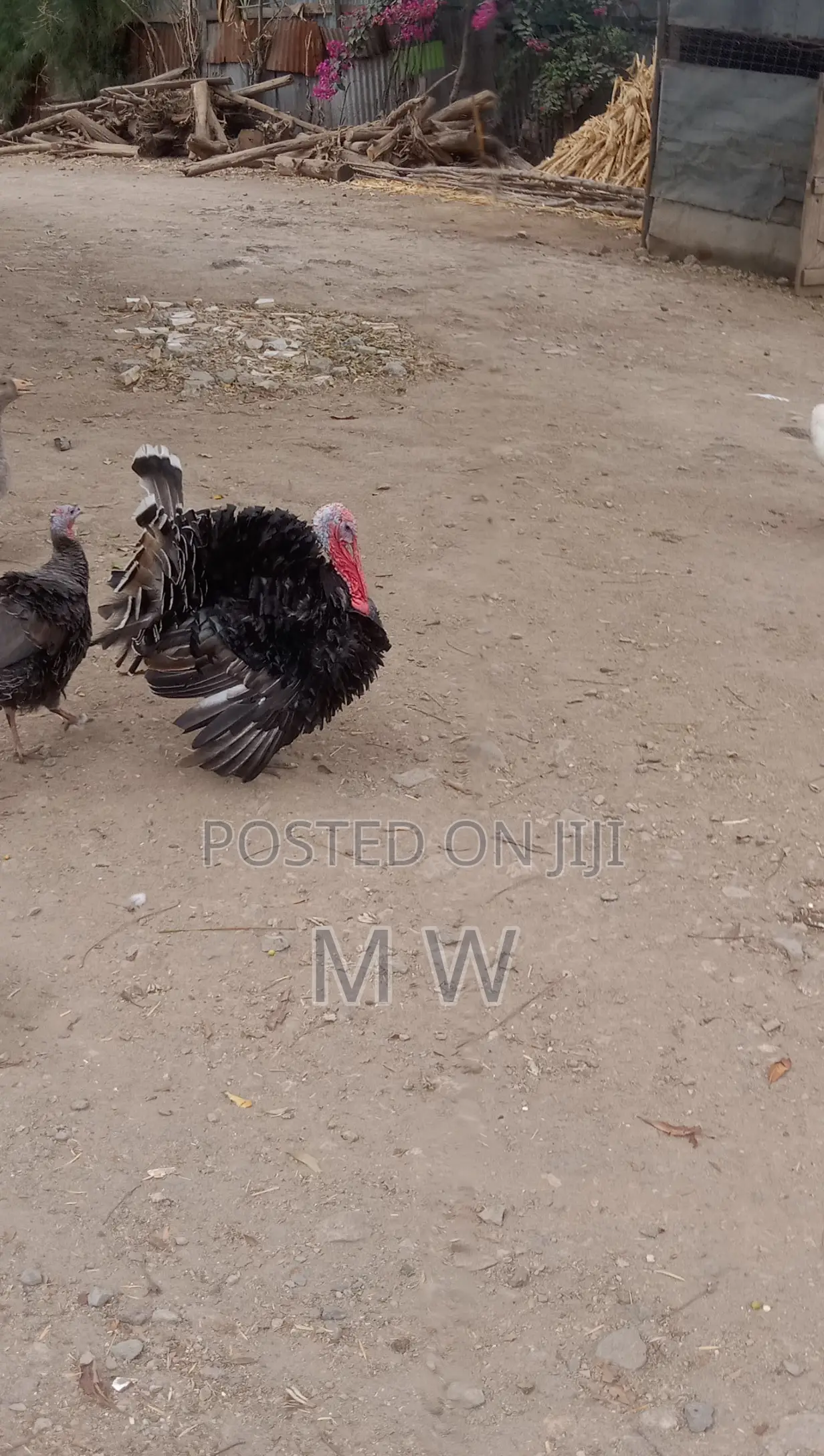 Mature Bronze Male Turkey