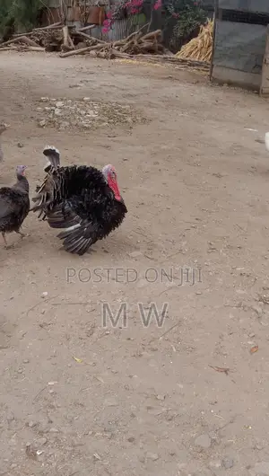 Mature Bronze Male Turkey