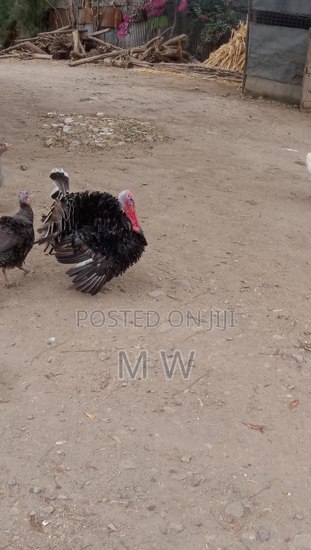 Mature Bronze Male Turkey