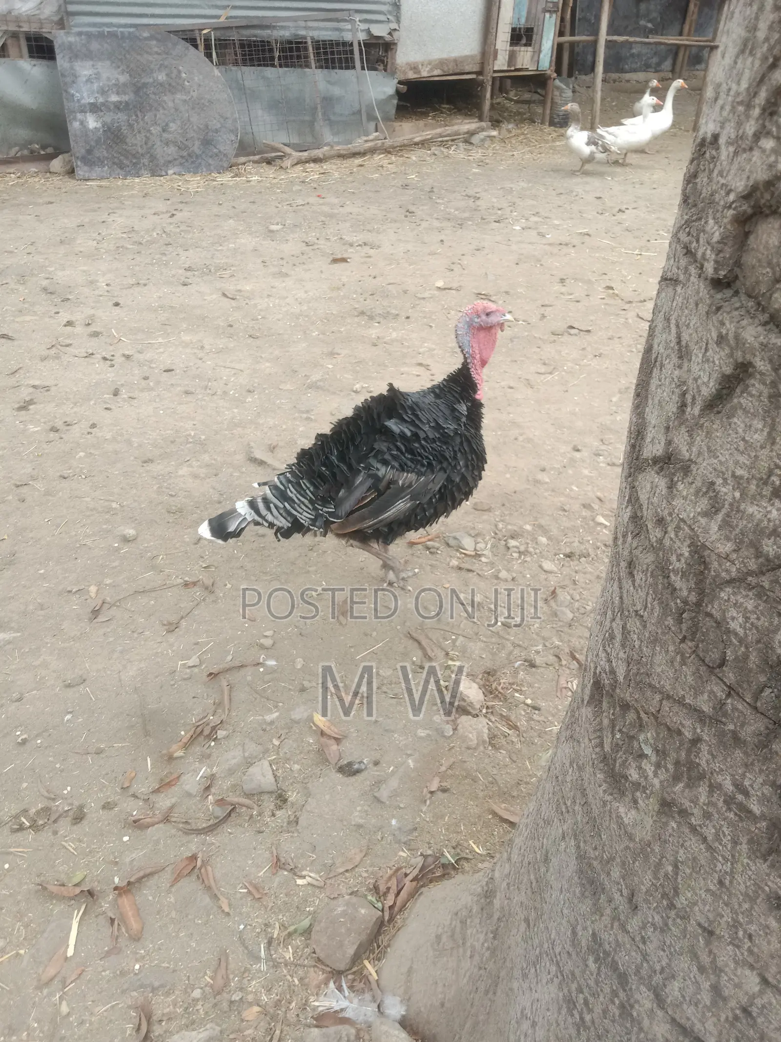 Mature Bronze Male Turkey