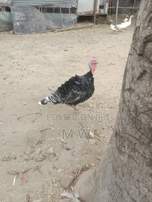 Mature Bronze Male Turkey