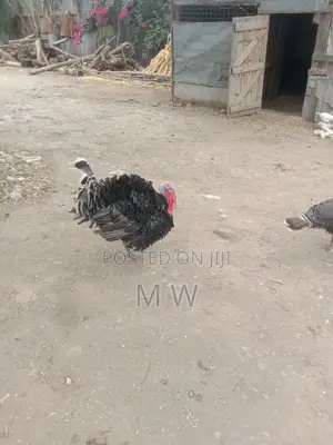 Mature Bronze Male Turkey