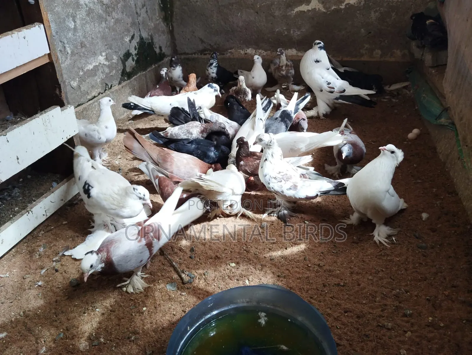 Head Crested and Leg Flared Pure Shungi Breeds.