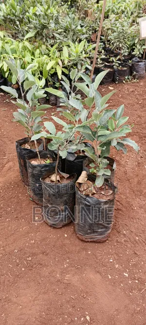 Apple Seedlings -Vigorous and Ready for Planting