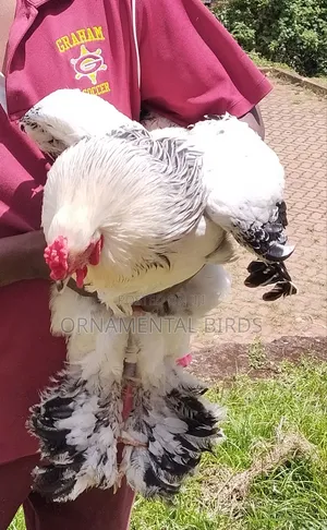 Rehoming White Light Columbian Brahmas.