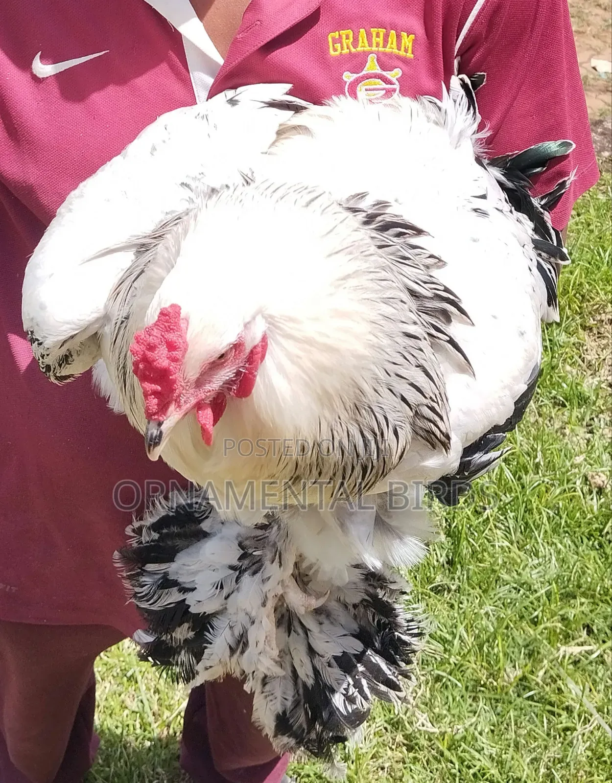 Rehoming White Light Columbian Brahmas.