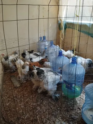 Rehoming White Light Columbian Brahmas.