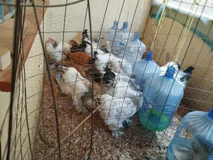 Rehoming White Light Columbian Brahmas.