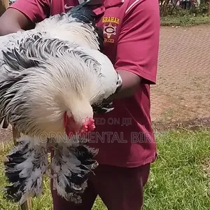 Rehoming White Light Columbian Brahmas.