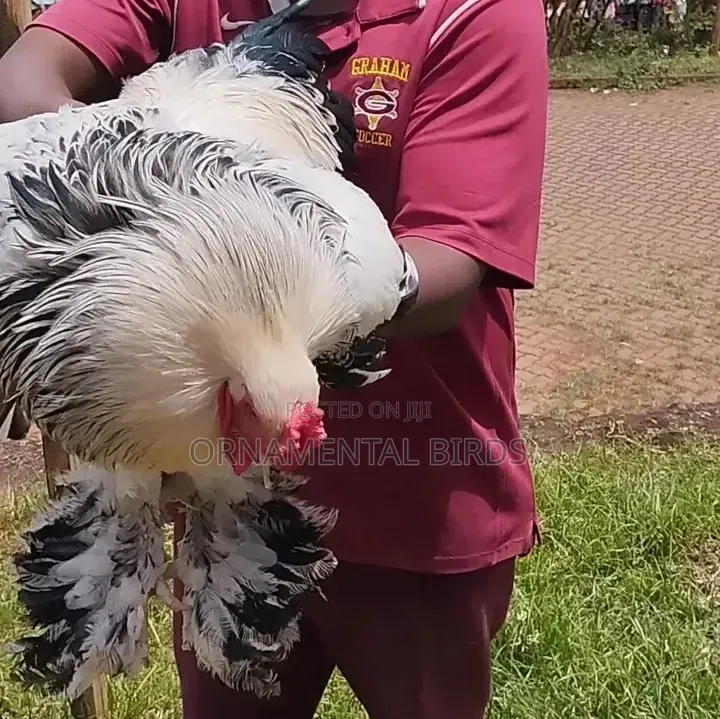 Rehoming White Light Columbian Brahmas.