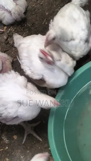 Selling Broilers 550 Per Piece Above 1.4
