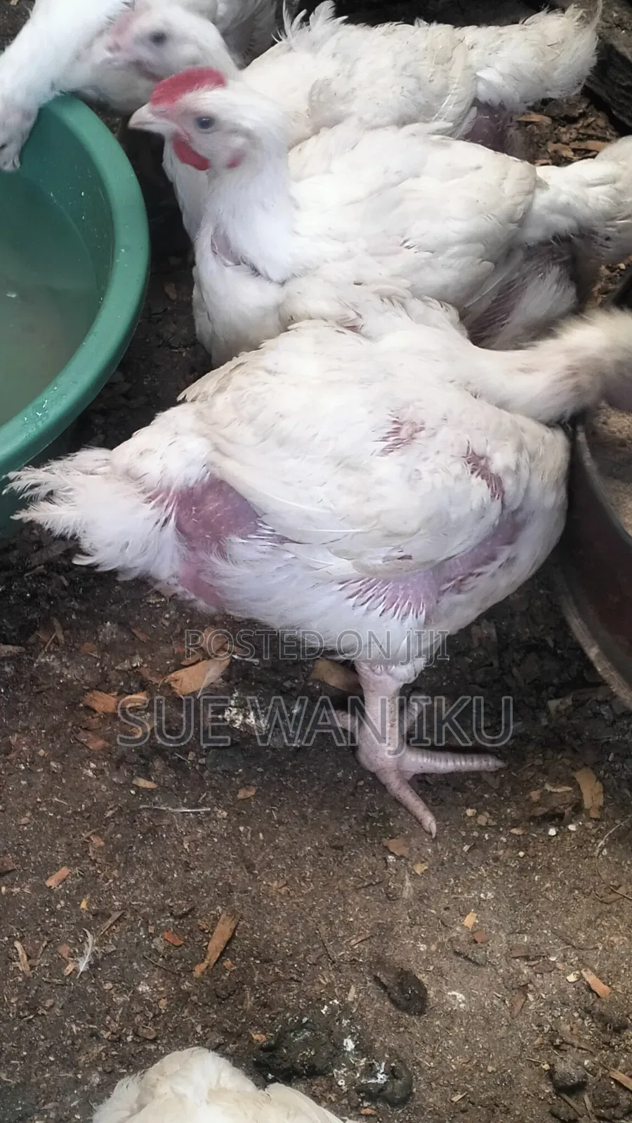 Selling Broilers 550 Per Piece Above 1.4