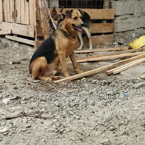 1+ year Male Mixed Breed German Shepherd