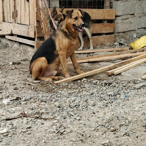 1+ year Male Mixed Breed German Shepherd