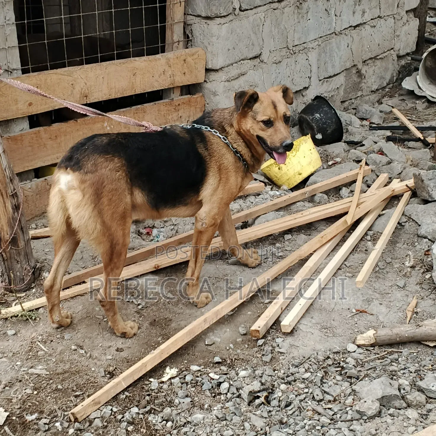 1+ year Male Mixed Breed German Shepherd